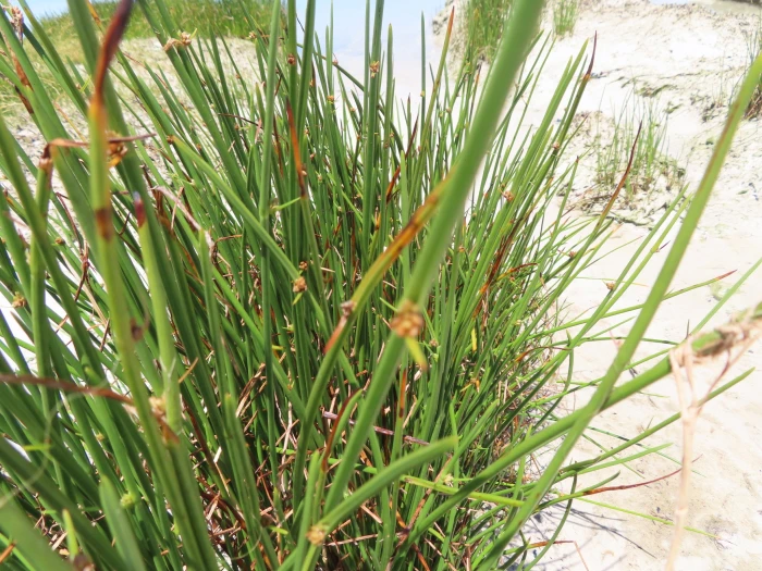 Cyperus laevigatus image