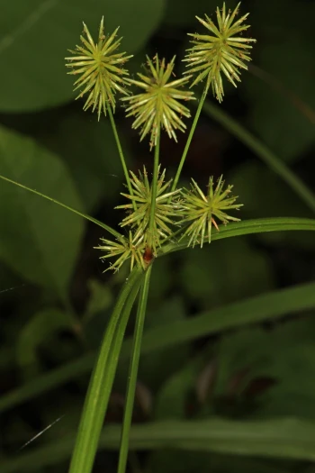 Cyperus lancastriensis image