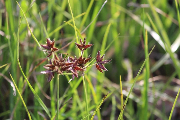 Cyperus mundii image