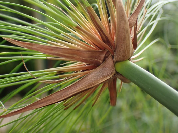 Cyperus papyrus image