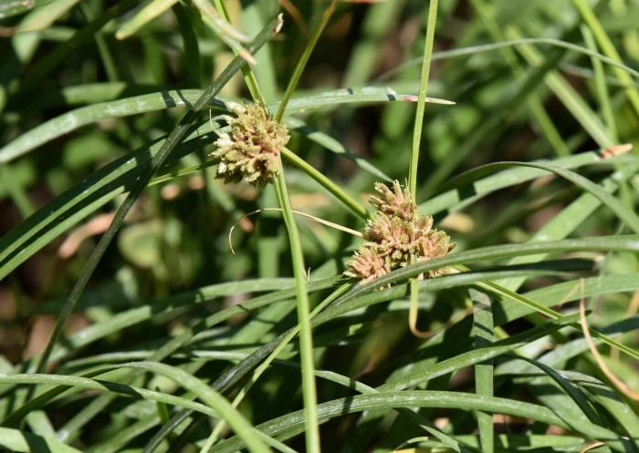 Cyperus sanguinolentus image