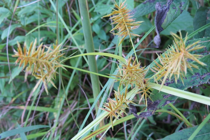 Cyperus strigosus image