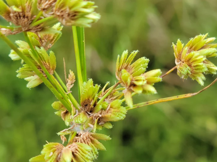 Cyperus surinamensis image