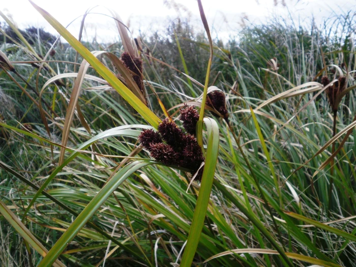 Cyperus ustulatus image
