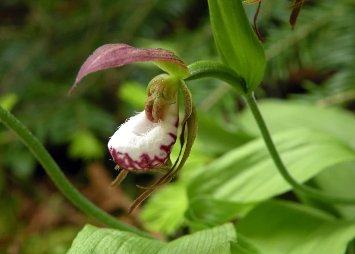 Cypripedium arietinum image