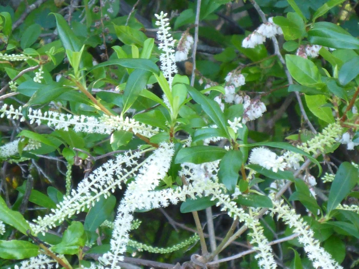 Cyrilla racemiflora image