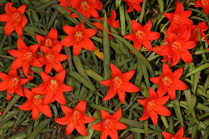 Cyrtanthus sanguineus image