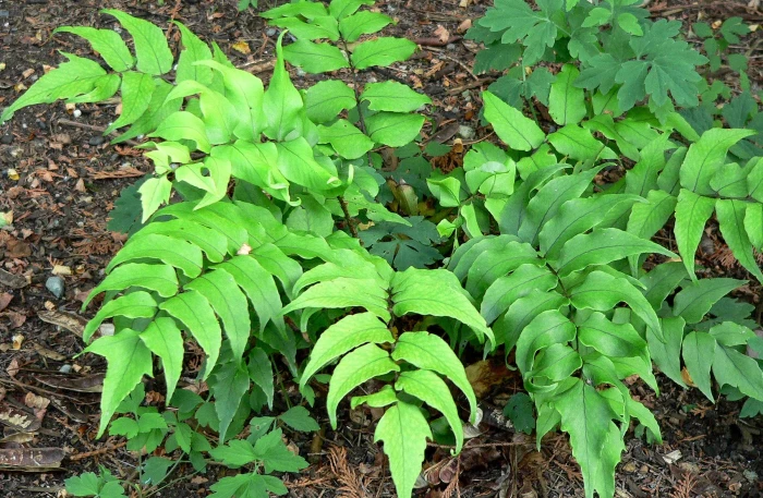 Cyrtomium falcatum image
