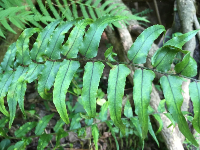 Cyrtomium fortunei image