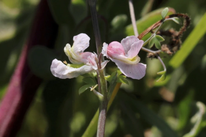 Cysticapnos vesicaria image