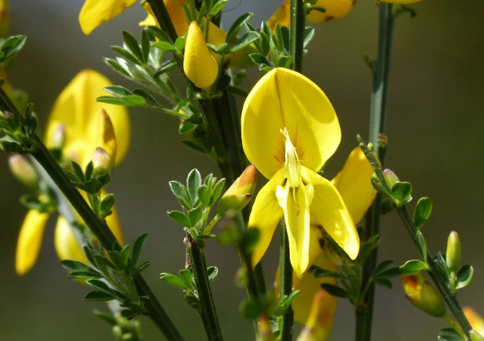 Cytisus scoparius image