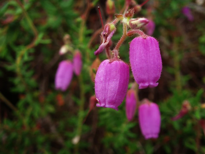 Daboecia cantabrica image