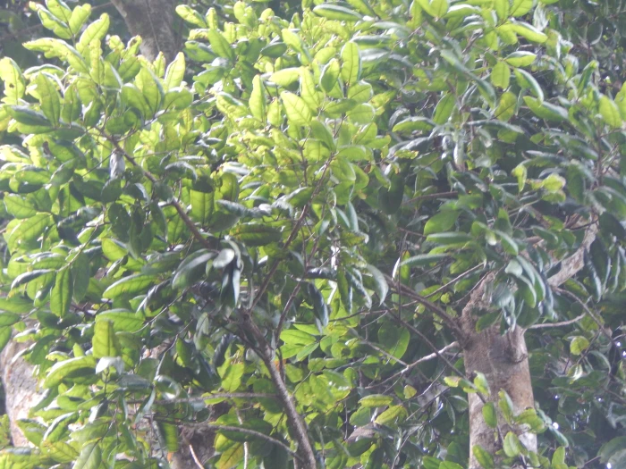 Dacryodes excelsa image