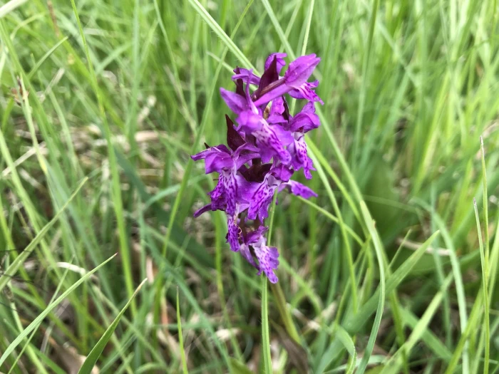 Dactylorhiza majalis image