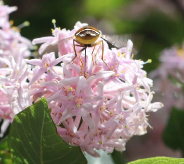 Dais cotinifolia image