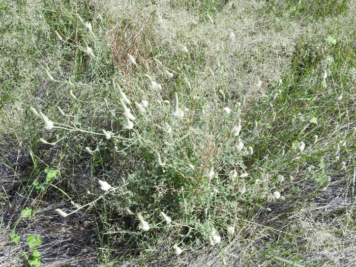 Dalea albiflora image