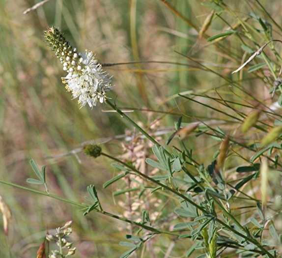 Dalea candida image