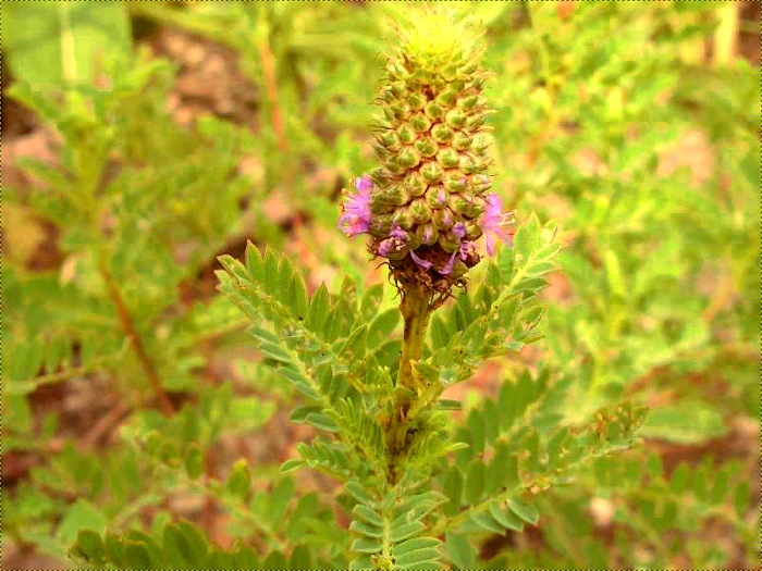 Dalea foliosa image