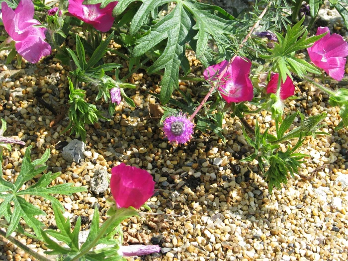 Dalea gattingeri image
