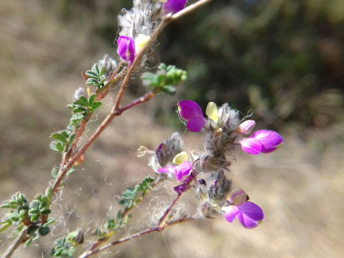 Dalea greggii image
