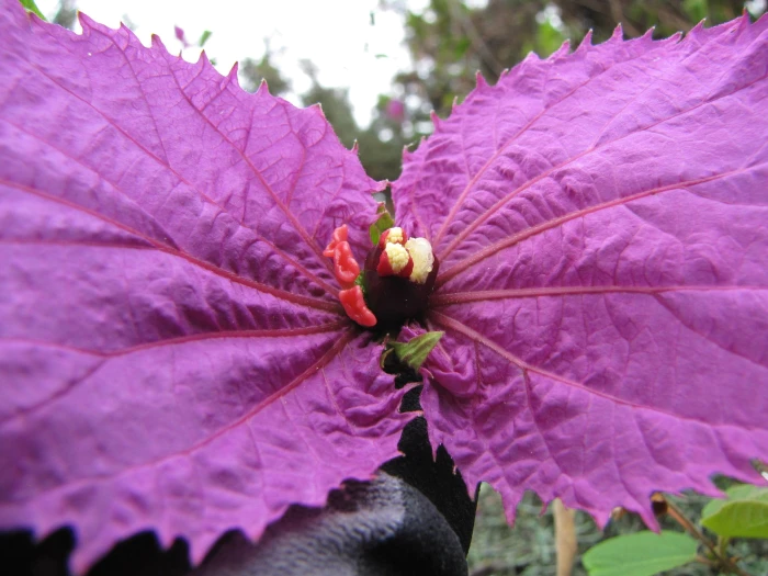 Dalechampia dioscoreifolia image