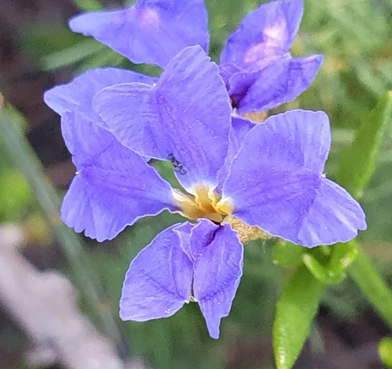 Dampiera stricta image