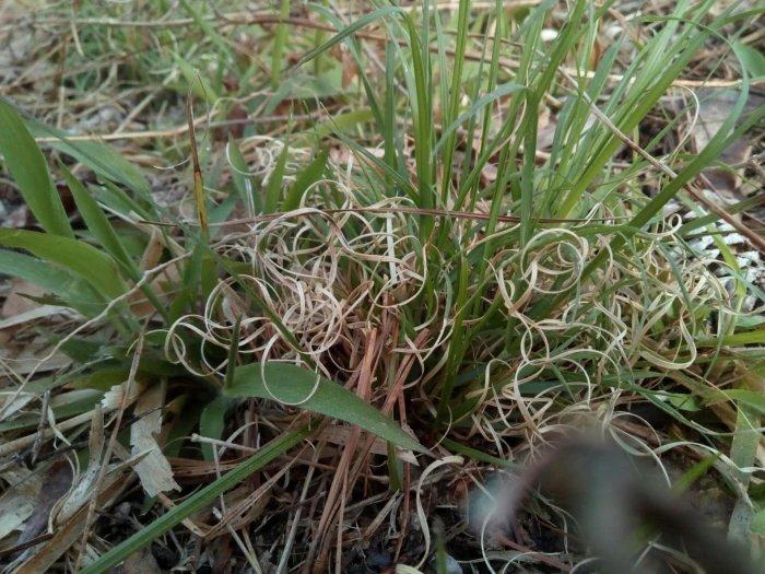 Danthonia spicata image