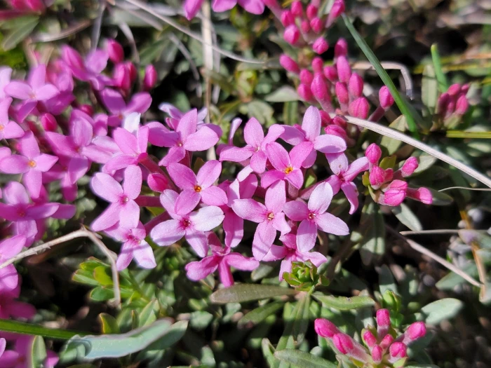 Daphne cneorum image