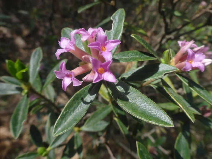 Daphne sericea image