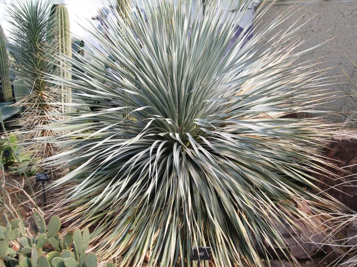 Dasylirion wheeleri image
