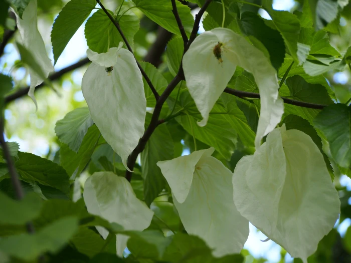Davidia involucrata image
