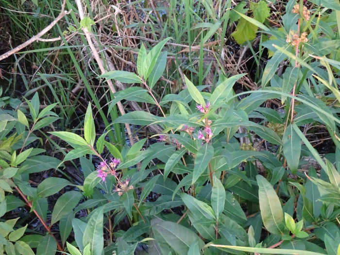 Decodon verticillatus image