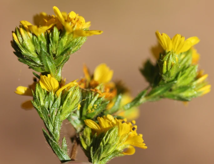 Deinandra fasciculata image