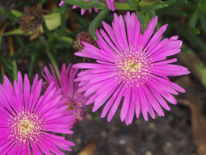 Delosperma cooperi image