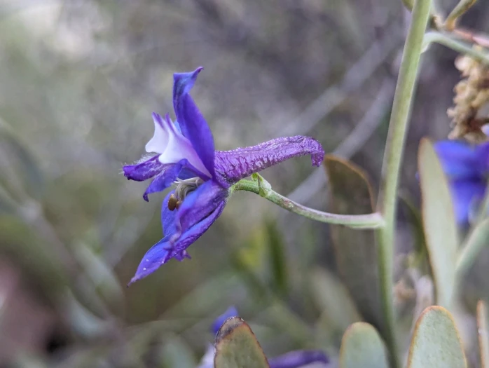 Delphinium andersonii image