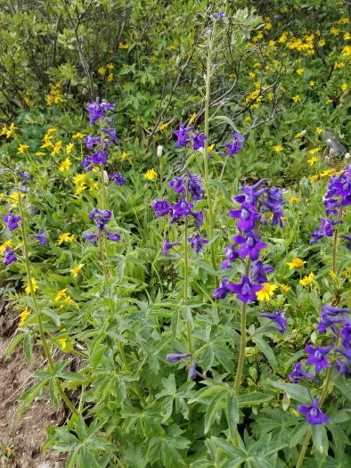 Delphinium barbeyi image