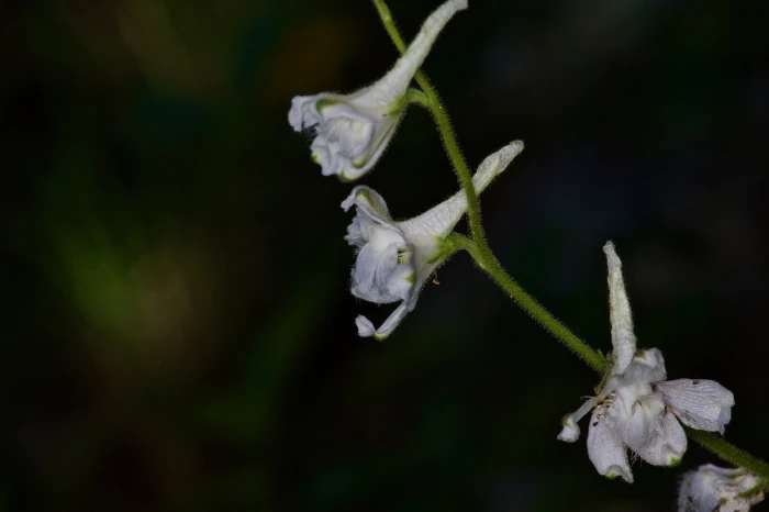 Delphinium carolinianum subsp. vimineum image