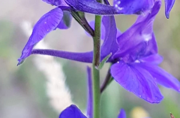 Delphinium consolida image