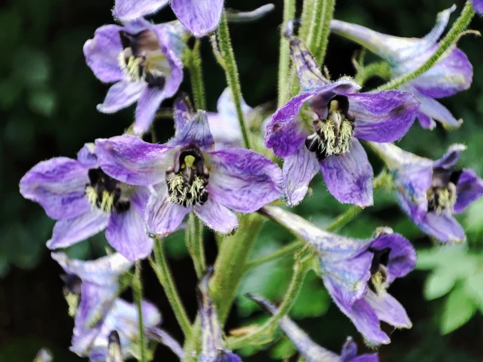Delphinium elatum image
