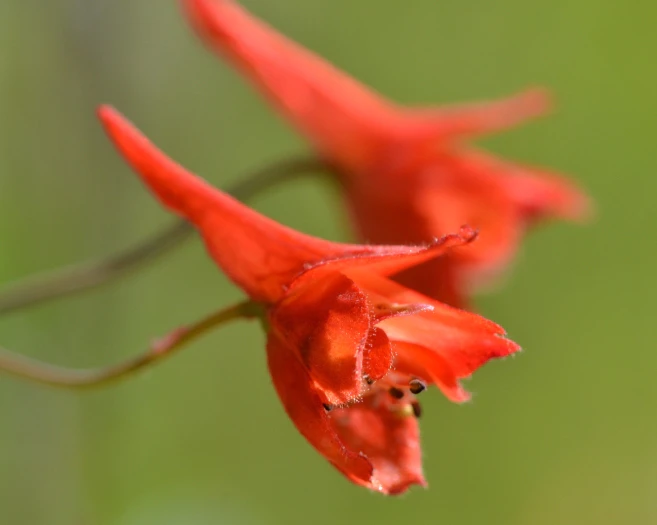 Delphinium nudicaule image