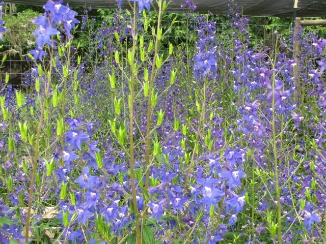 Delphinium trolliifolium image