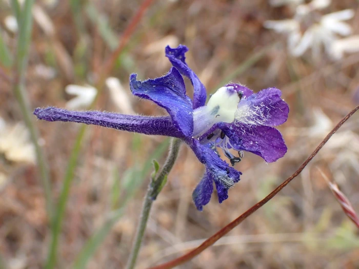 Delphinium variegatum image