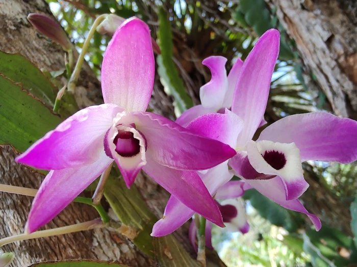 Dendrobium nobile image