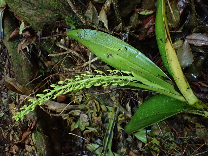 Dendrobium speciosum image