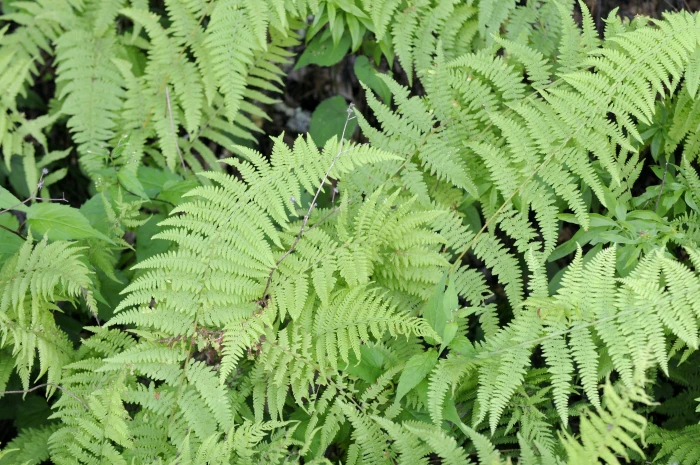 Dennstaedtia punctilobula image