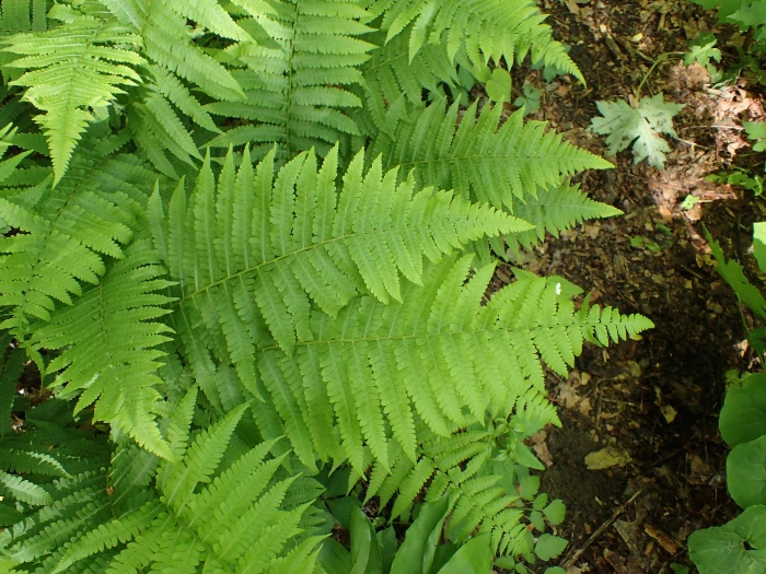 Deparia acrostichoides image