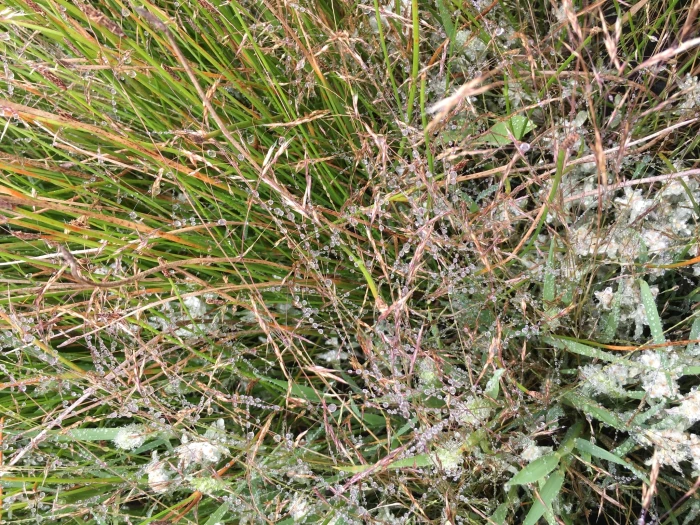 Deschampsia danthonioides image