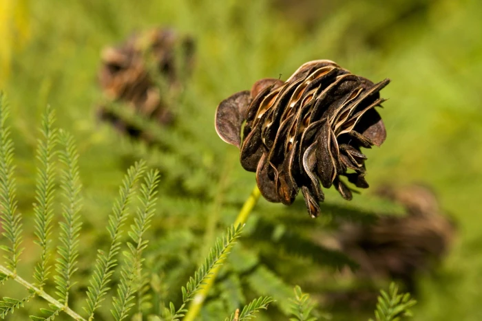 Desmanthus illinoensis image