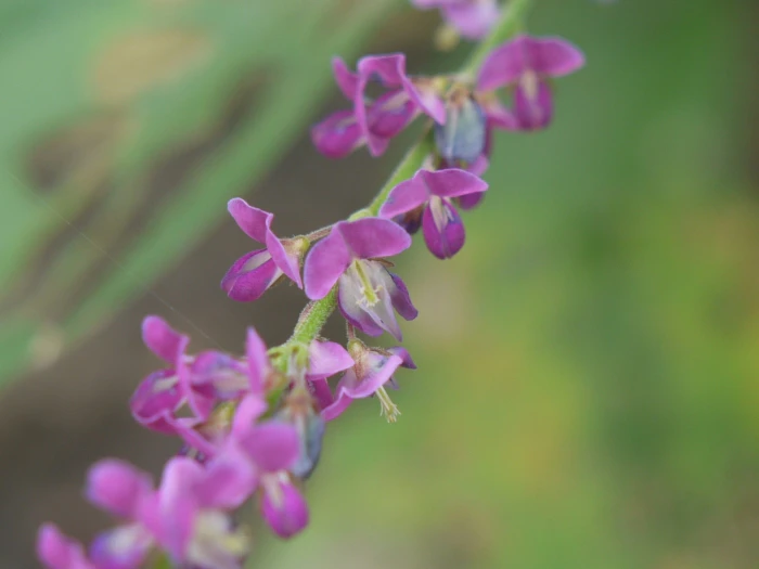 Desmodium gangeticum image
