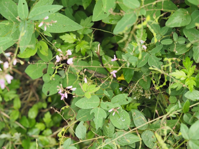 Desmodium glabellum image